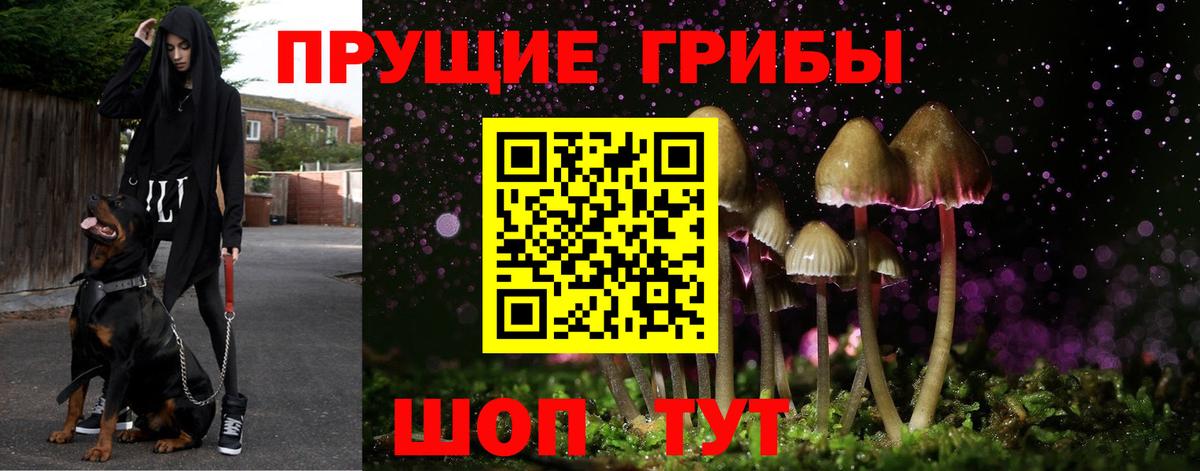 Тайшет  Псилоцибиновые грибы ЛСД  Вход с VPN  Галлюциногенные грибы ЛСД 